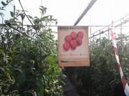 ARES F1, OTRA VARIEDAD PRESENTADA 1