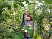 ENTRE TOMATES MOSTRANDO LAS CARACTERISTICAS DE ARES F1