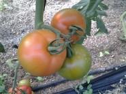 ALMANZOR, TOMATE BIEN DEFINIDO