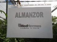 ALMANZOR, MÁS CALIBRE Y EXCELENTES CUALIDADES