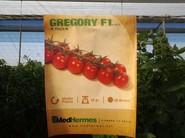 GREGORY F1, UN CHERRY PARA RECOLECTAR EN RAMO DE MUY BUEN CALIBRE Y EXCELENTE SABOR