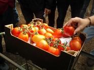 LOS AGRICULTORES ANALIZARON EL ACABADO DE LOS FRUTOS