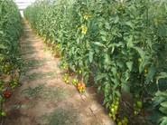 LA PLANTACIÓN DE SHAREK MOSTRABA UN ASPECTO IMPONENTE