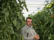 Uno de los participantes coge un tomate directamente de la planta.