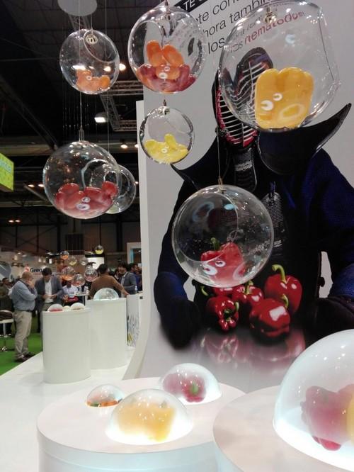 Syngenta está aprovechando su presencia en la feria para mostrar sus nuevas variedades de pimiento con más resistencias.