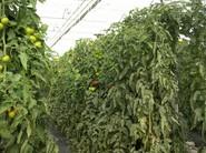 Vista del cultivo de tomate objeto de estudio.