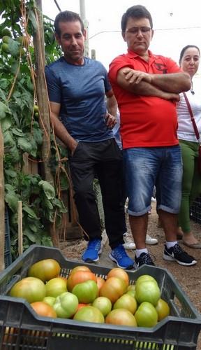 Los agricultores observan la consistencia del fruto.