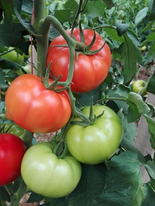 Tomate en rojo.