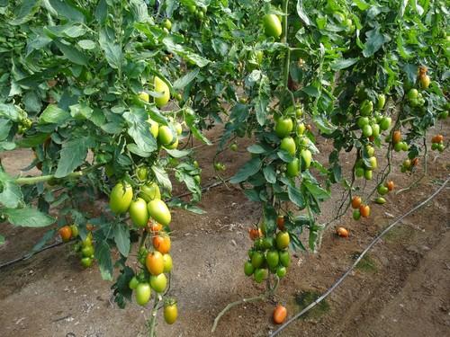 Granoval es una variedad de gran tamaño y muy productiva