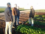 Técnicos y clientes, en la finca experimental, viendo variedades.