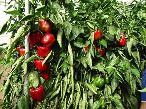 Variedad Abraham.