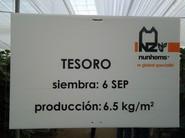 Tesoro F1*, la nueva variedad de Nuhnems