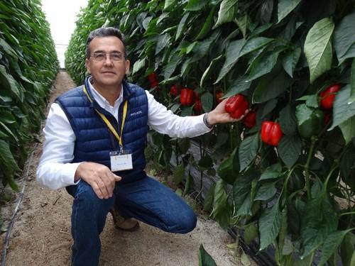 Javier Achon con la nueva variedad CLX PBRH273**F1