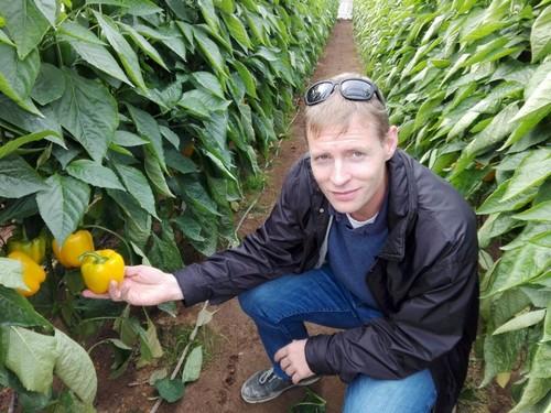 El responsable de Marketing de Ramiro Arnedo, Henri Smienk, con un cultivo de Verdejo F1.