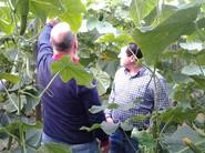 Los agricultores se centraron en diferentes detalles de la plantación