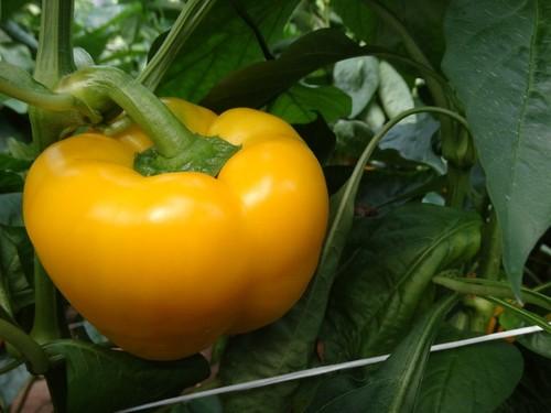 Los frutos presentan una proporción 1-1.