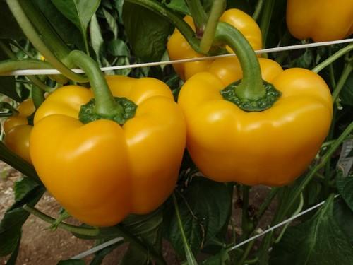 Borneo presenta un bonito color amarillo limón.
