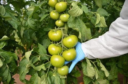 Bateyo es un tomate muy duro y que cuaja bien en épocas de frío