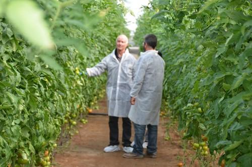 Los técnicos y trabajdores de Seminis aconsejaron sobre Bateyo a los agricultores