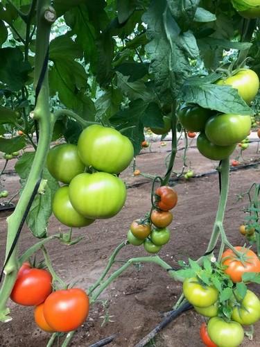 Frutos de gran calidad, brillo y buena consistencia