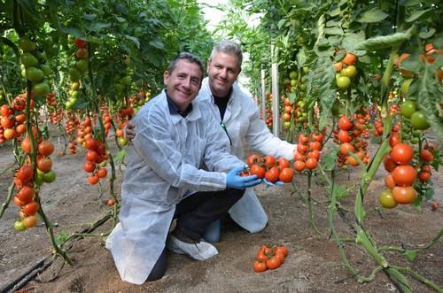 Luis García y Manu Martínez, responsable de Desarrollo en Tomate para Ibérica de Monsanto y técnico comercial de Monsanto, respectivamente.