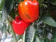 Excelente rojo.
