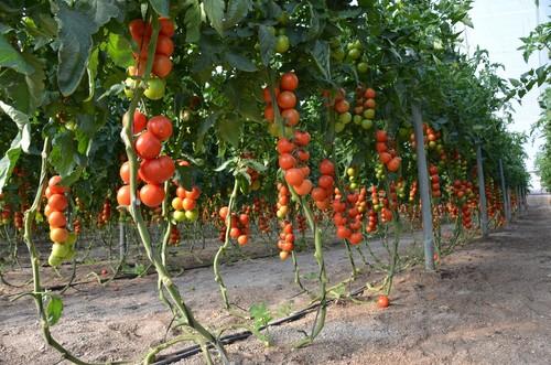 Laujar, un tomate espectacular.