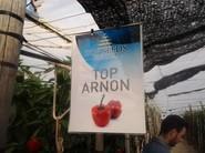 La segunda variedad presentada. Para los que quieren pimientos más pequeños.