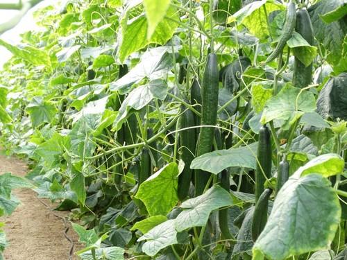 El cuaje de estas variedades de pepino es muy bien en diferentes épocas de cultivo