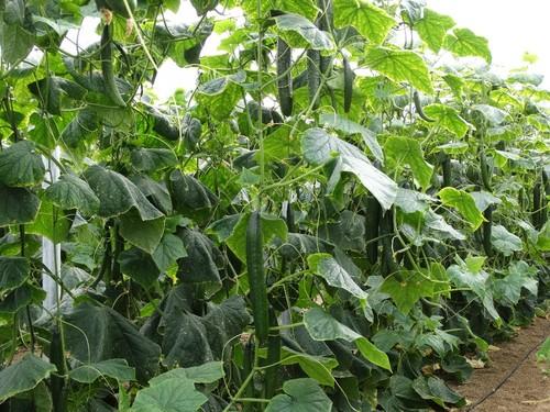 Plantaciones de buen vigor y excelente calidad