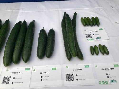 blueleaf engloba cada vez más tipologías de pepino