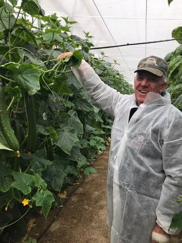 Este agricultor está más que satisfecho con la variedad de pepino Almería Litoral RZ
