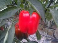 Rojos de G y GG.