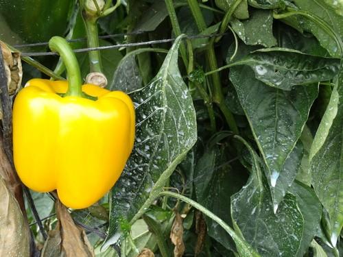 Deseo presenta un bonito amarillo limón.