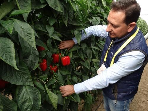 Manuel Fernández mostrando la variedad Aitana.