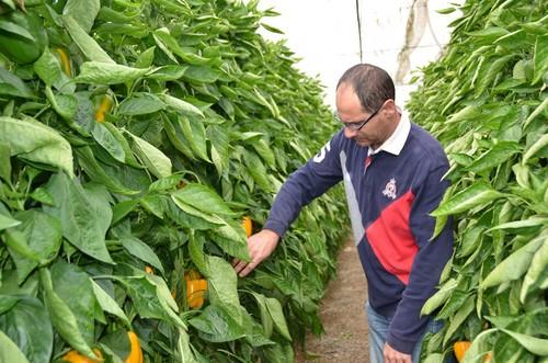 Este agricultor vio con gran atención las bondades de Nagai