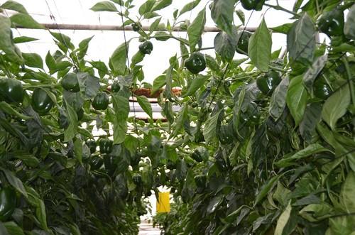 Alonso es una variedad de planta abierta y bien ventilada