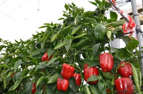 Kabuki está recomendada para plantaciones medias y medio-tempranas, del 1 al 15 de julio