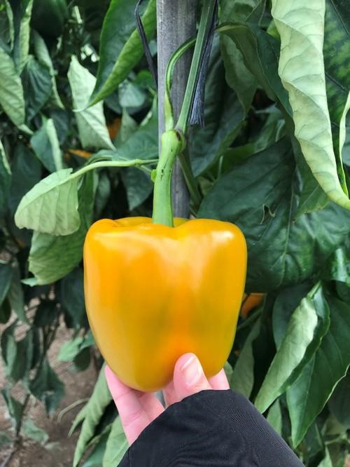 Nagai es un California amarillo  de excelente conservación y frutos de extraordinaria uniformidad y calibre
