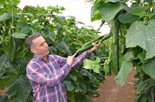 Juan Carlos Rodríguez comprobando la inserción floral de Squisito.
