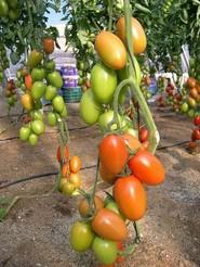 Productos adaptados a la exportación