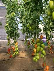 Frutos a la altura de las exigencias de agricultores y mercados