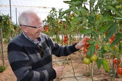 Comprobando la buena textura de este tomate de Hazera.