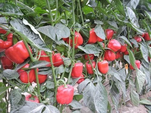 Plantas con frutos que mantienen su calibre durante todo el ciclo