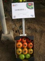 Gordiny F1