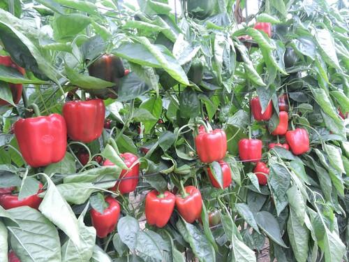 Planta vigorosa, de buen cuaje y productiva