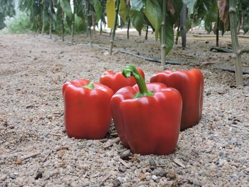 Jazzamor RZ es una de las novedades del catálogo de pimiento de Rijk Zwaan