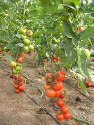 Plantas fuertes y frutos de calidad