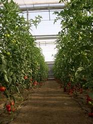 Plantas con una gran producción