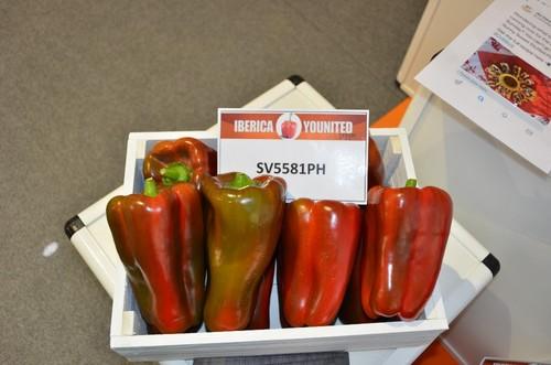 Algunas de las variedades de pimiento lamuyo.